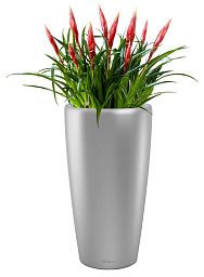 Blooming Vriesea Astrid in LECHUZA RONDO Self-watering Planter, Total Height 90 cm