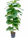 Lush Umbrella Fig Ficus umbellata Tall Indoor House Plants Trees
