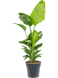 Tropical Bird of Paradise Strelitzia nicolai Indoor House Plants