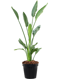 Tropical Bird of Paradise White Strelitzia Reginae Indoor House Plants