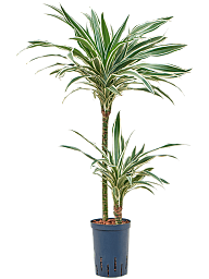 Easy-Care Corn Plant Dracaena fragrans 'White Stripe' Tall Indoor House Plants Trees