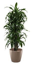 Dracaena Fragrans Arturo in LECHUZA CLASSICO LS 43 Self-watering Planter, Total Height 150 cm