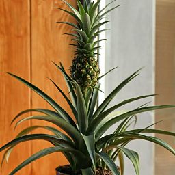 Champaca Pineapple in LECHUZA CLASSICO LS Self-watering Planter, Total Height 60 cm