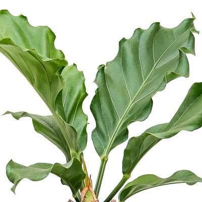 Fancy Flamingo Flower Anthurium plowmanii 'Storm' Indoor House Plants