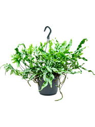 Easy-Care Kangaroo Foot Fern Microsorum diversifolium Indoor House Plants