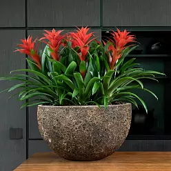 Lava Ceramic Bowl Planter | Indoor and Outdoor Plant Pot