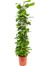 Shade-loving Pothos Scindapsus (Epipremnum) 'Aureum' Indoor House Plants