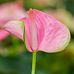 Blooming Anthurium Flamingo in LECHUZA-PURO Self-watering Planter, Total Height 40 cm