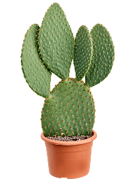 Easy-Care Prickly Pear Cactus Opuntia galapageia (60-80) Indoor House Plants