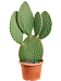 Easy-Care Prickly Pear Cactus Opuntia galapageia (60-80) Indoor House Plants