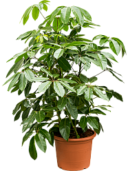 Cheerful Umbrella Tree Schefflera actinophylla 'Amate' Indoor House Plants