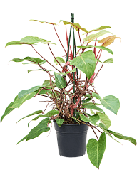 Lush Heart-Leaf Philodendron 'Painted Lady' Indoor House Plants