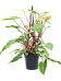 Lush Heart-Leaf Philodendron 'Painted Lady' Indoor House Plants