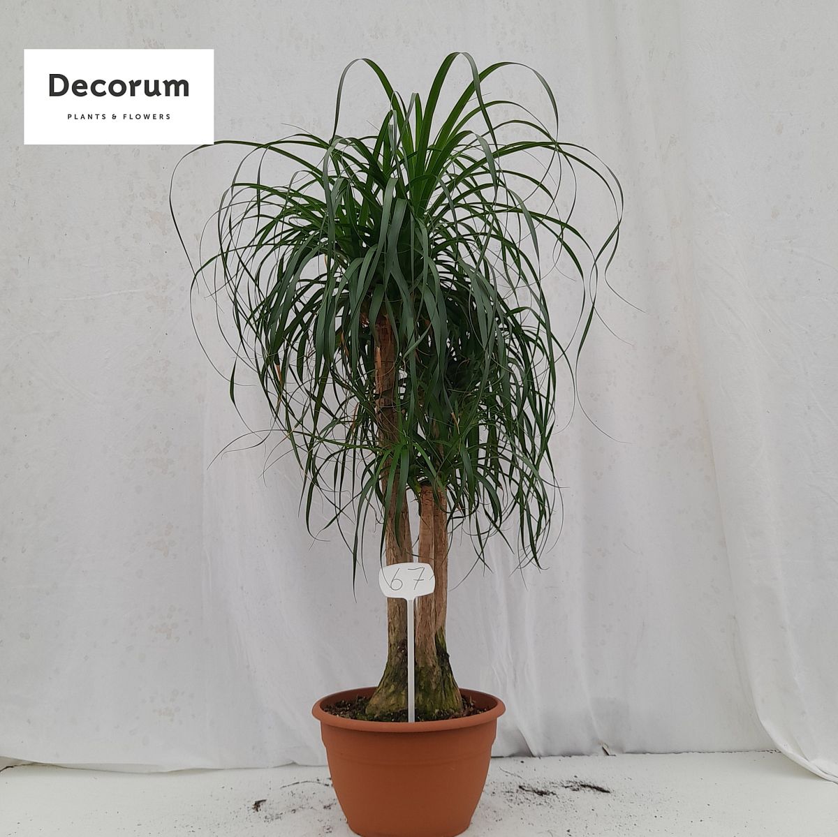 Tropical Ponytail Palm Beaucarnea recurvata Tall Indoor House Plants Trees