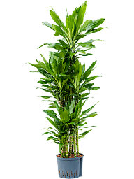 Vibrant Corn Plant Dracaena fragrans 'Burundii' Tall Indoor House Plants Trees