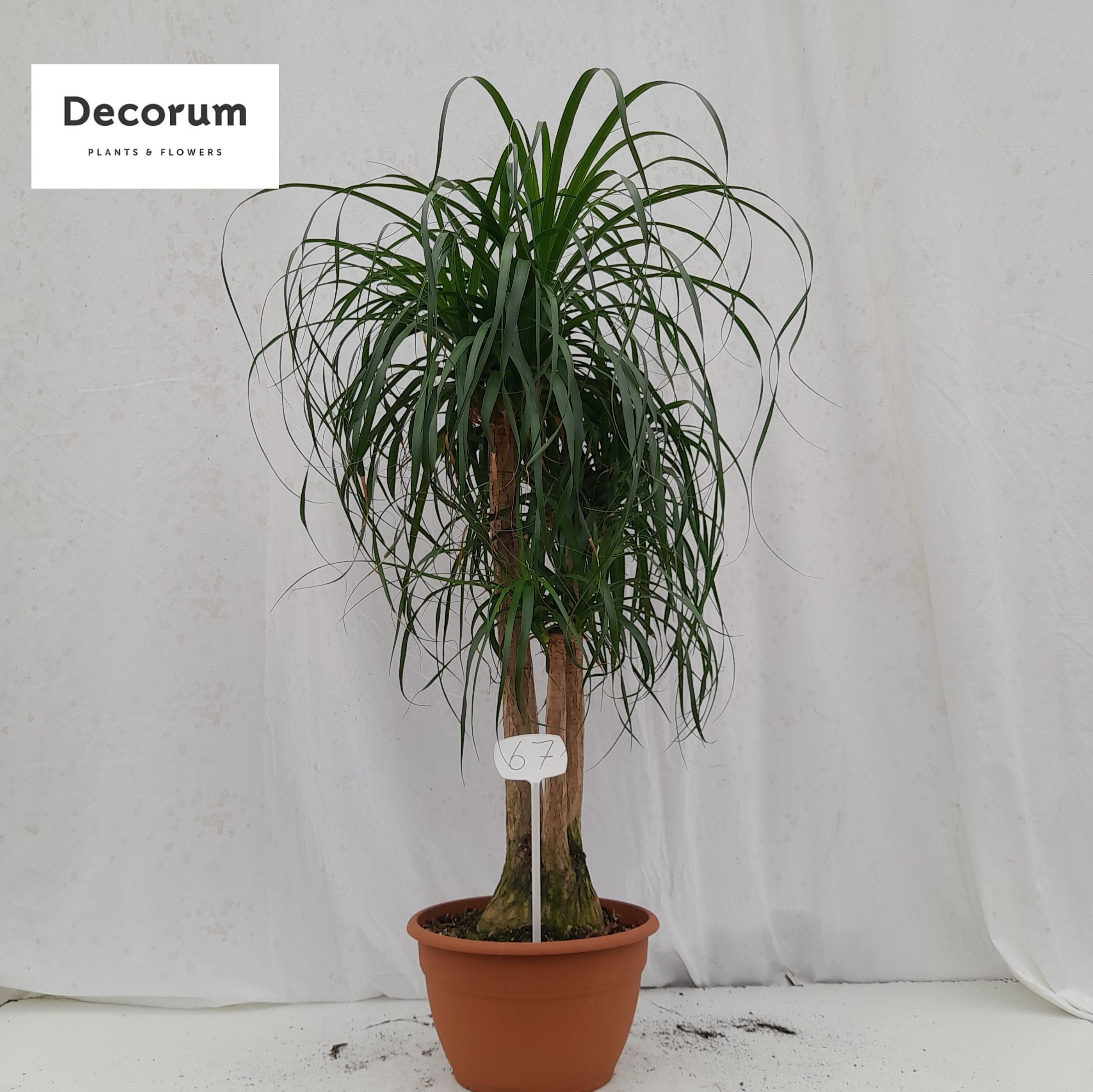 Tropical Ponytail Palm Beaucarnea recurvata Tall Indoor House Plants Trees