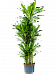 Vibrant Corn Plant Dracaena fragrans 'Burundii' Tall Indoor House Plants Trees