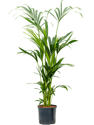 Lush Sentry Palm Kentia (Howea) forsteriana Indoor House Plants