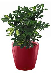 Schefflera in LECHUZA CLASSICO LS Self-watering Planter, Total Height 60 cm