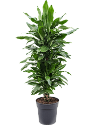 Easy-Care Corn Plant Dracaena fragrans 'Janet Lind' Tall Indoor House Plants Trees