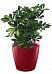 Schefflera in LECHUZA CLASSICO LS Self-watering Planter, Total Height 60 cm