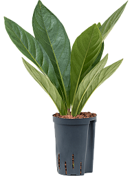 Lush Flamingo Flower Anthurium elipticum 'Jungle' hybriden Indoor House Plants