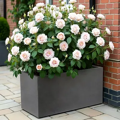 IDEALIST Lite Contemporary Light Concrete High Trough Planter Set