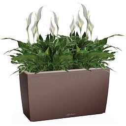 Blooming Spathiphyllum Chopin in LECHUZA CARARO Self-watering Planter, Total Height 70 cm