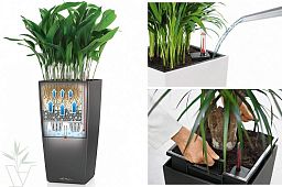 Aglaonema Stripes in LECHUZA CUBICO Self-watering Planter, Total Height 125 cm