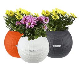 Blooming Chrysanthemums Set in 3 LECHUZA-PURO Self-watering Planters, Total Height 40 cm