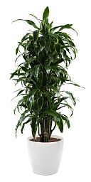 Dracaena Fragrans Arturo in LECHUZA CLASSICO LS 43 Self-watering Planter, Total Height 150 cm