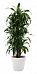Dracaena Fragrans Arturo in LECHUZA CLASSICO LS 43 Self-watering Planter, Total Height 150 cm
