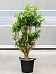 Fabulous Pleomele (Dracaena) reflexa 'Song of Jamaica' Tall Indoor House Plants Trees
