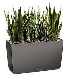 Sansevieria Green Wall in LECHUZA CARARO Self-watering Planter, Total Height 80 cm