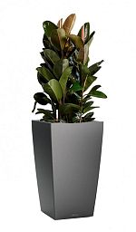 Ficus Elastica Robusta in LECHUZA CUBICO Self-watering Planter, Total Height 120 cm