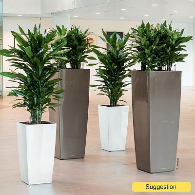 Easy-Care Corn Plant Dracaena fragrans 'Janet Lind' Tall Indoor House Plants Trees