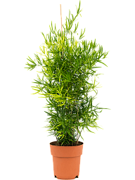 Lush Sicklethorn Asparagus falcatus Indoor House Plants