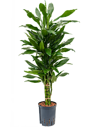 Easy-Care Corn Plant Dracaena fragrans 'Janet Lind' Tall Indoor House Plants Trees