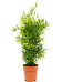 Lush Sicklethorn Asparagus falcatus Indoor House Plants