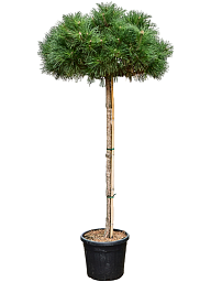 Pinus nigra 'Brepo'