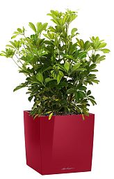 Schefflera in LECHUZA CUBE Self-watering Planter, Total Height 65 cm