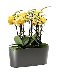 Blooming Yellow Orchids in LECHUZA DELTA Self-watering Planter, Total Height 70 cm