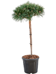 Pinus nigra 'Brepo'