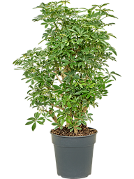 Easy-Care Umbrella Tree Schefflera arboricola 'Luseana' Indoor House Plants