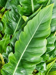 Lush Heart-Leaf Philodendron 'Narrow' Indoor House Plants