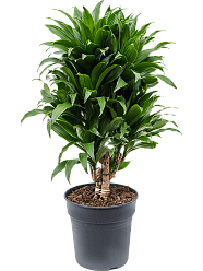 Easy-Care Corn Plant Dracaena fragrans 'Compacta' Indoor House Plants