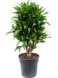 Easy-Care Corn Plant Dracaena fragrans 'Compacta' Indoor House Plants