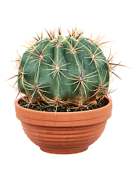 Cute Blue Barrel Cactus Ferocactus horridus brevispinus Indoor House Plants