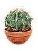 Cute Blue Barrel Cactus Ferocactus horridus brevispinus Indoor House Plants
