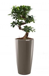 Ficus Microcarpa in LECHUZA RONDO Self-watering Planter, Total Height 120 cm